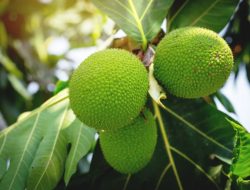 Buah sukun disebut superfood, solusi krisis dunia
