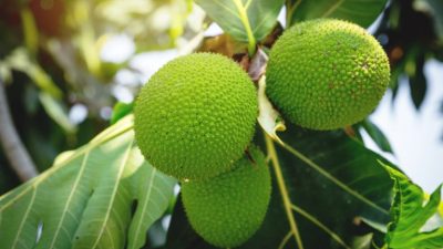 Buah sukun disebut superfood, solusi krisis dunia