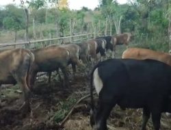 Soroti Belanja Modal Peternakan Sapi, Bachtiar Lamawuran Tuding Pemda Flotim Lakukan Kamuflase Kebijakan Politik Anggaran