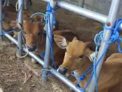Soal Adendum Kuota Sapi, Bulet Rebon Ragukan Keberanian Bupati Flotim Untuk Selamatkan Uang Daerah