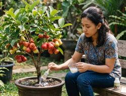 Cara bikin pohon jambu air pendek tapi buahnya lebat, cocok untuk tabulampot