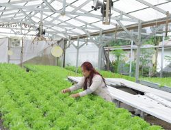 Jejak Karyawan IMIP Dari Laboratorium, ke Ruang Hijau Hidroponik