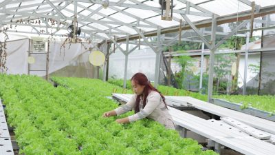 Jejak Karyawan IMIP Dari Laboratorium, ke Ruang Hijau Hidroponik
