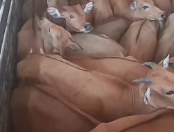 Batal Adendum, 230 ekor Sapi Tiba di Flotim, Bupati ADD Bohongi Publik Flotim
