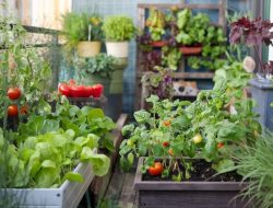 Cara berkebun di pekarangan rumah untuk pemula, panen sayur segar dari lahan sempit