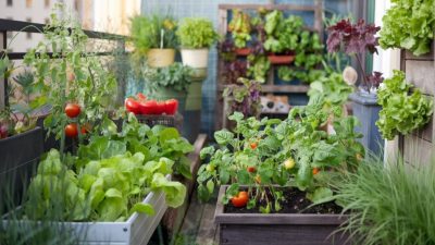 Cara berkebun di pekarangan rumah untuk pemula, panen sayur segar dari lahan sempit