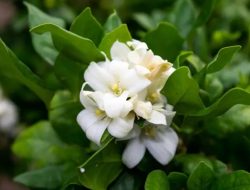 5 tanaman hias berbunga wangi untuk teras, visual dan aromanya memikat