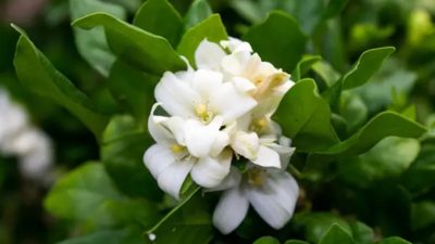5 tanaman hias berbunga wangi untuk teras, visual dan aromanya memikat